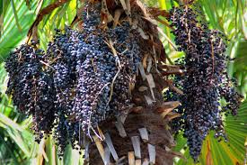 acai