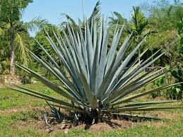agave