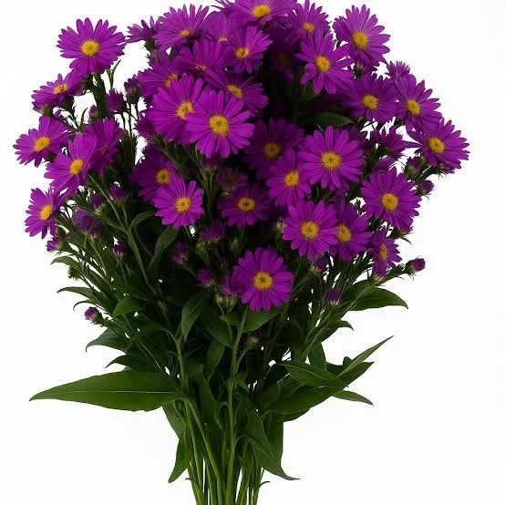 aster