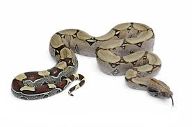 boa