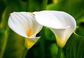 calla