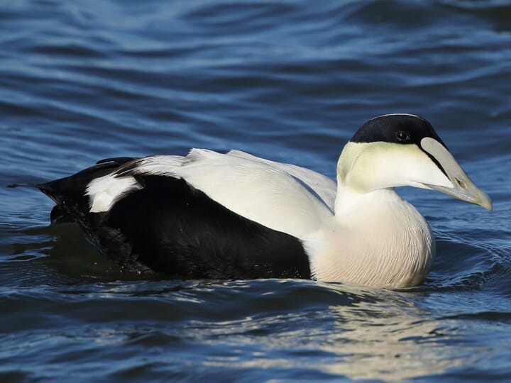 eider