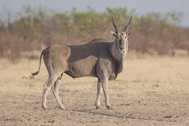 eland