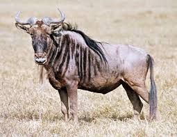 gnu