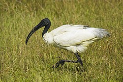 ibis