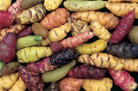 oca
