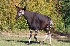 okapi