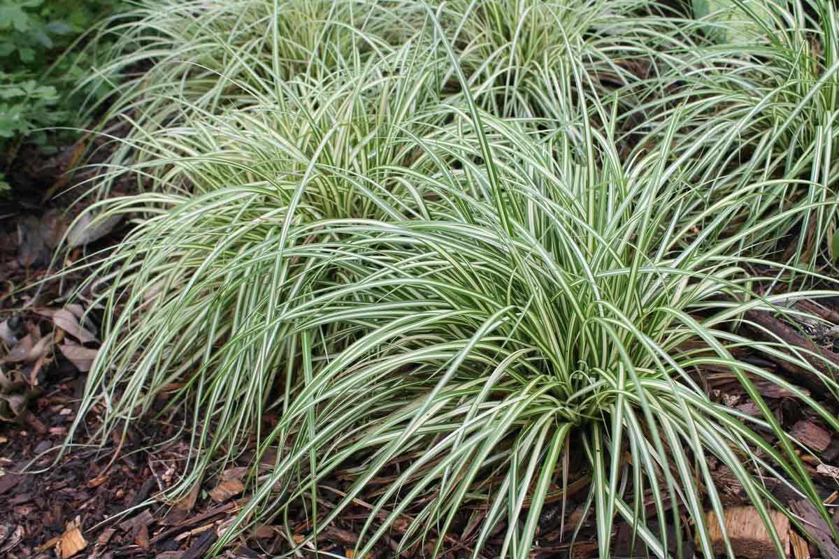 sedge