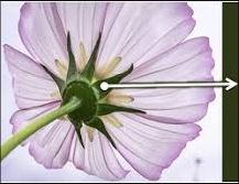 sepal