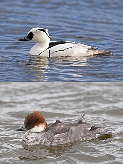 smew