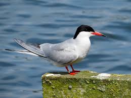 tern