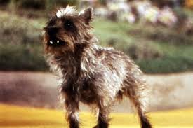 toto